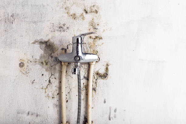 Best Professional Mold Removal  in Pahoa, HI