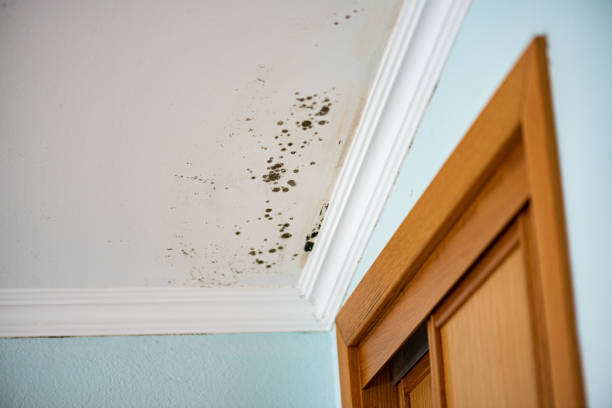 Best Mold Removal Company Near Me  in Pahoa, HI