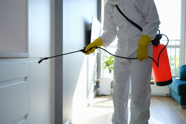 Best Attic Mold Removal  in Pahoa, HI