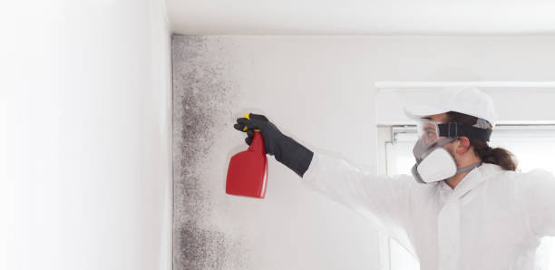 Mold Removal and Inspection in Pahoa, HI