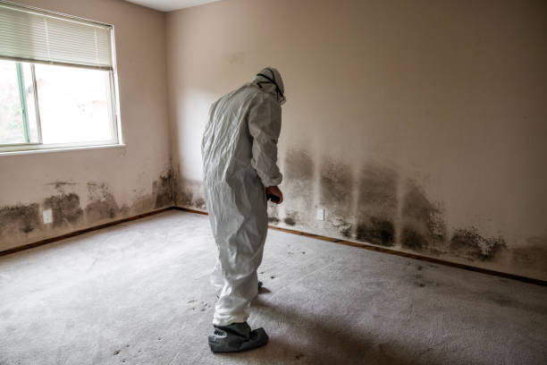 Trusted Pahoa, HI Mold Removal Experts