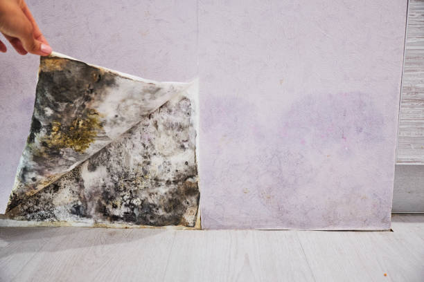 Best Mold Removal and Inspection  in Pahoa, HI